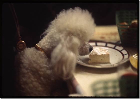 poodle brie