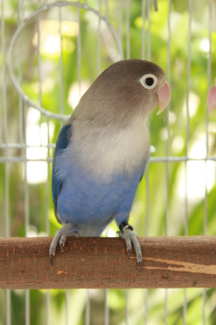 Watta Bird!: Breeding Violet Fischer LoveBirds