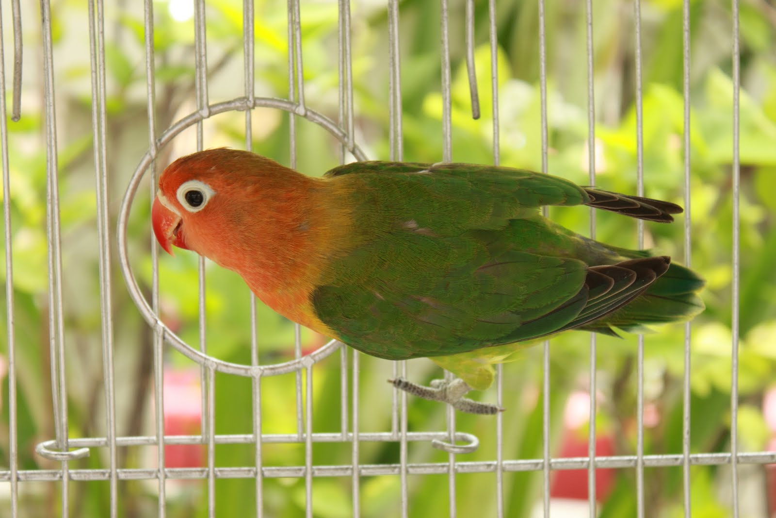 WattaBird GALLERY! Fischer African LoveBirds