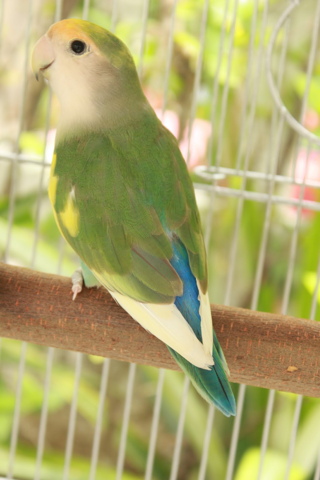 Watta Bird!: June 2010
