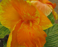 Canna Lilies