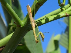 Praying Mantis