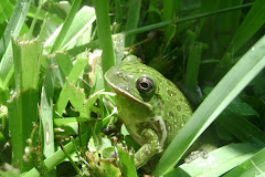 Barking Tree Frog