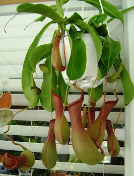 Pitcher Plant