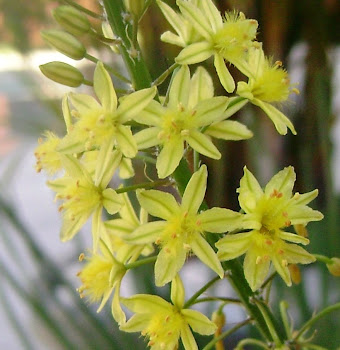 Bulbine - Yellow