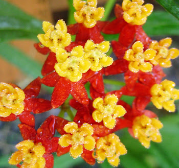Tropical Milkweed