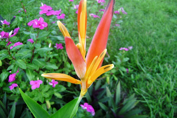 Heliconia Orange Parrot