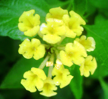 Lantana