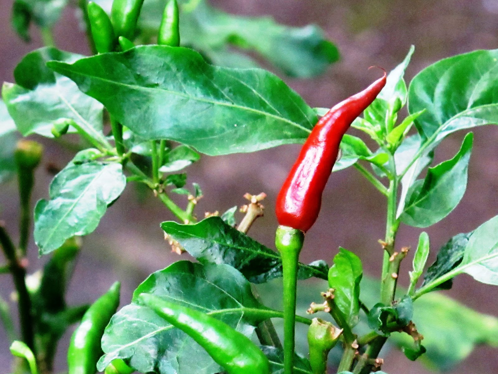 The Nature S Market Philippine Chili Peppers Tagalog