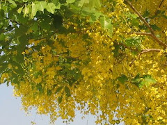 พรรณไม้ที่หลากหลาย..สวยงาม