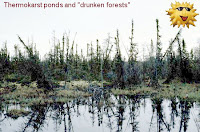 "Drunken forests" caused by melting permafrost