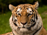 Justice would be served if this endangered Siberian tiger ate Stephen Harper