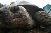 Galapagos tortoise: angry at geo-engineers