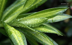 leaves leaf desktop natural amazing wallpapers 3d background collections wallpapersafari ambani mukesh