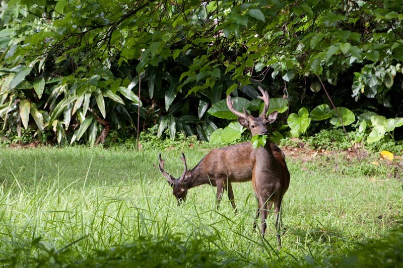 Dave Sensei Kerama Deer