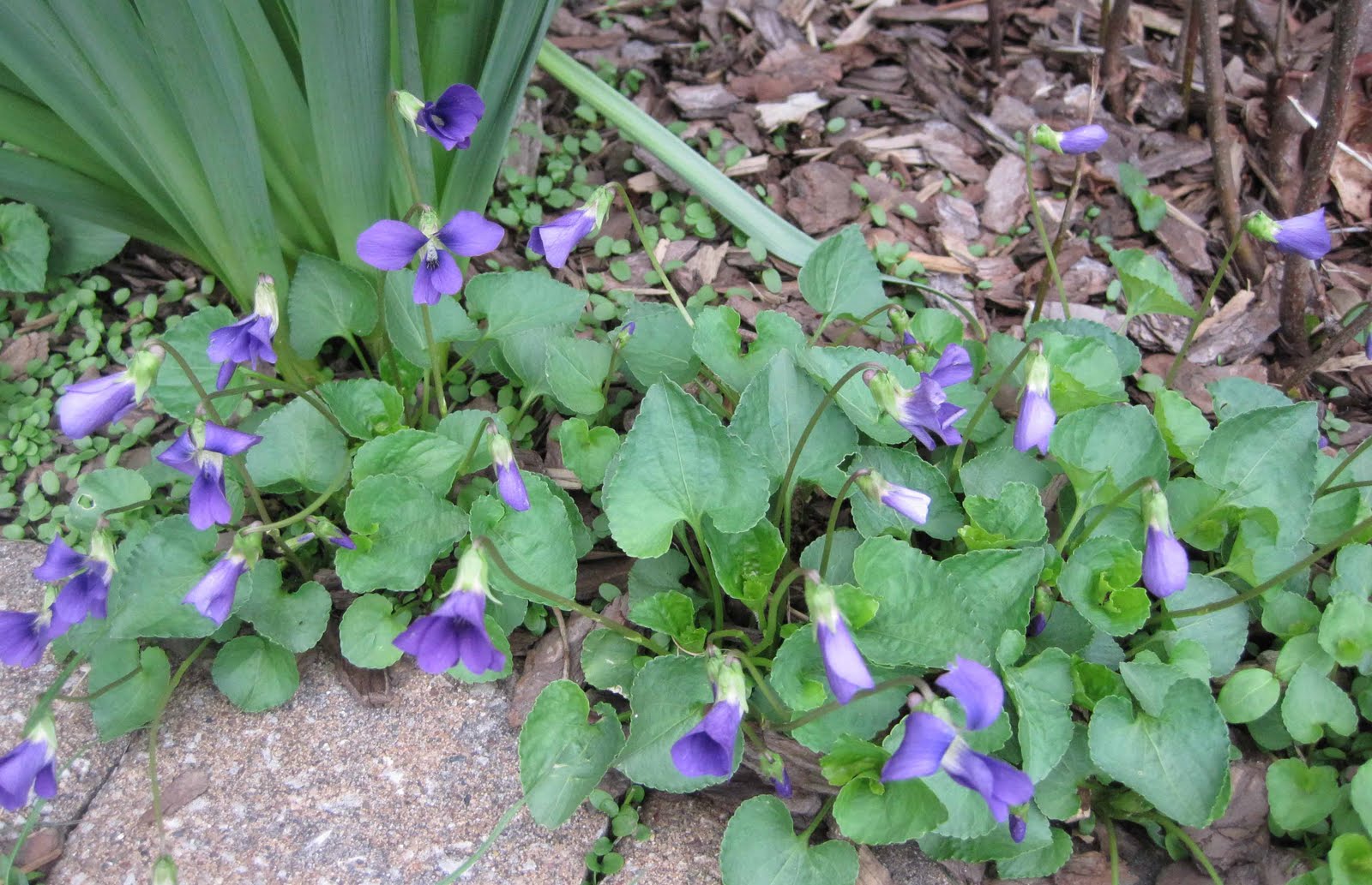 Violets