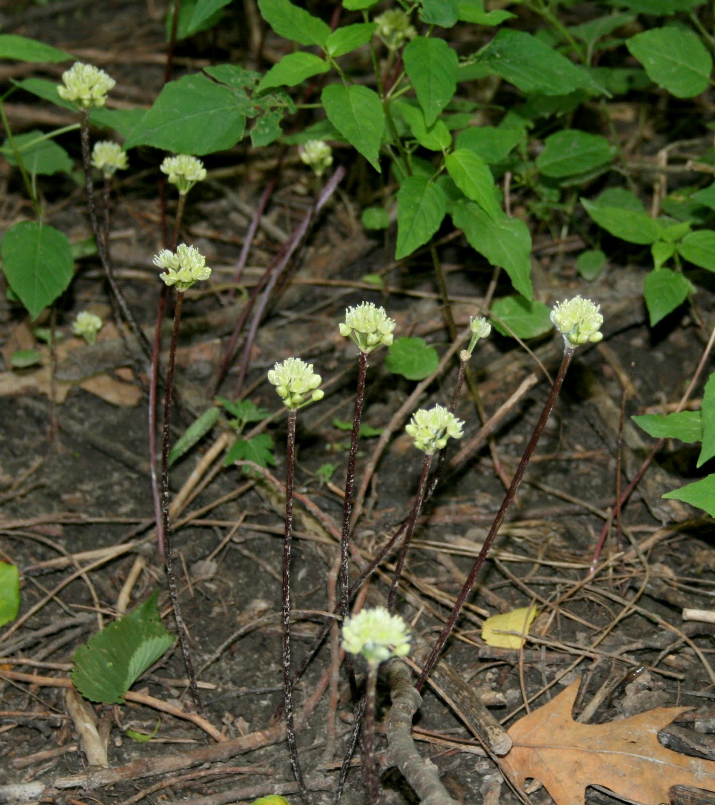 South Englishtown Gazette Of Ramps and Ramsons