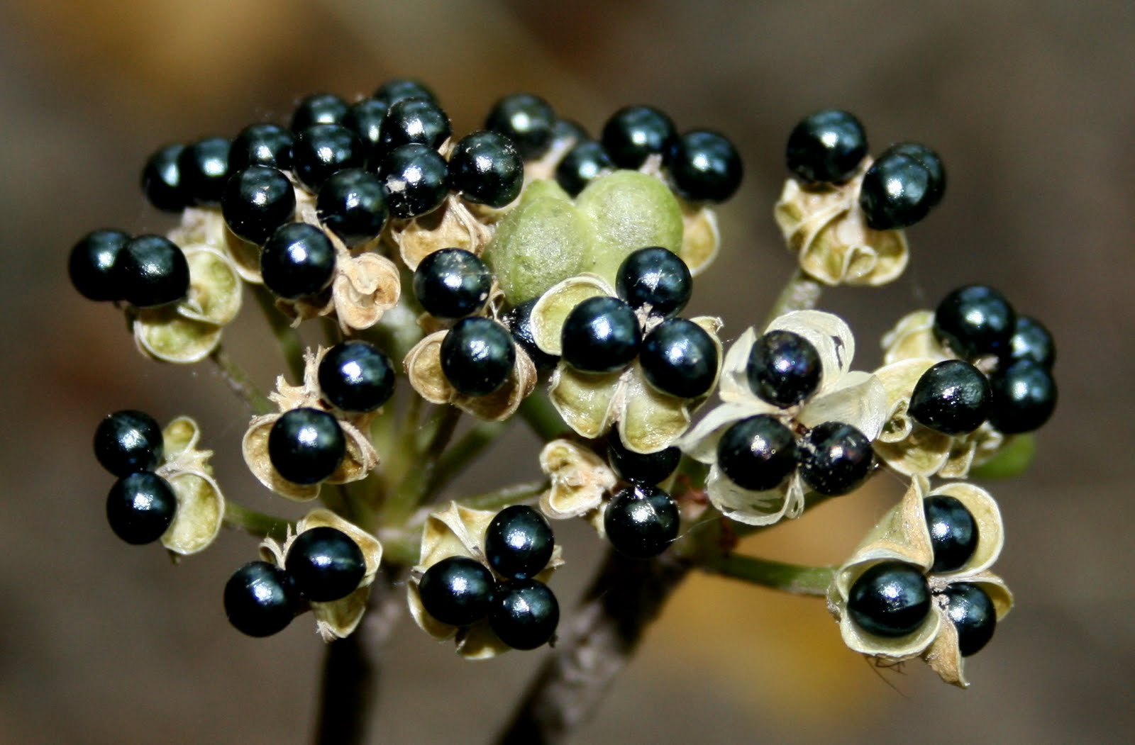 South Englishtown Gazette Of Ramps and Ramsons