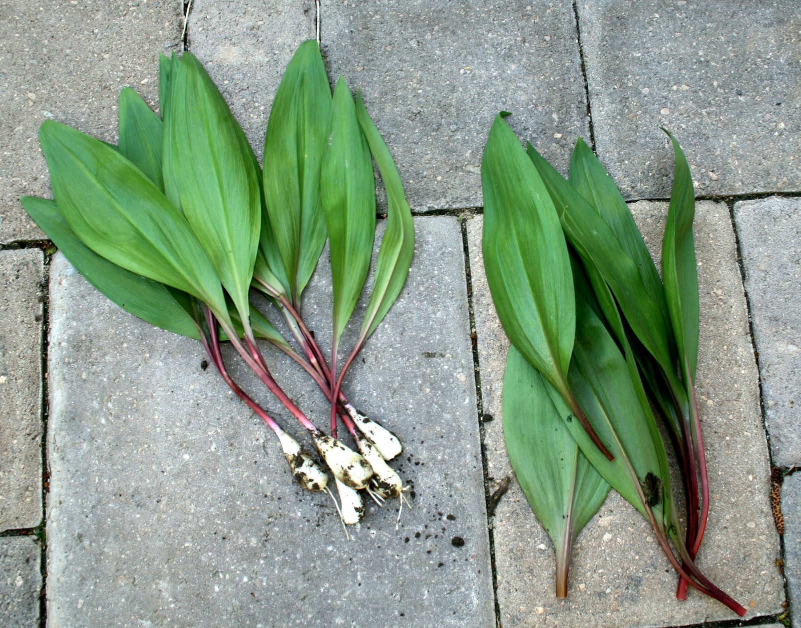 South Englishtown Gazette Of Ramps and Ramsons