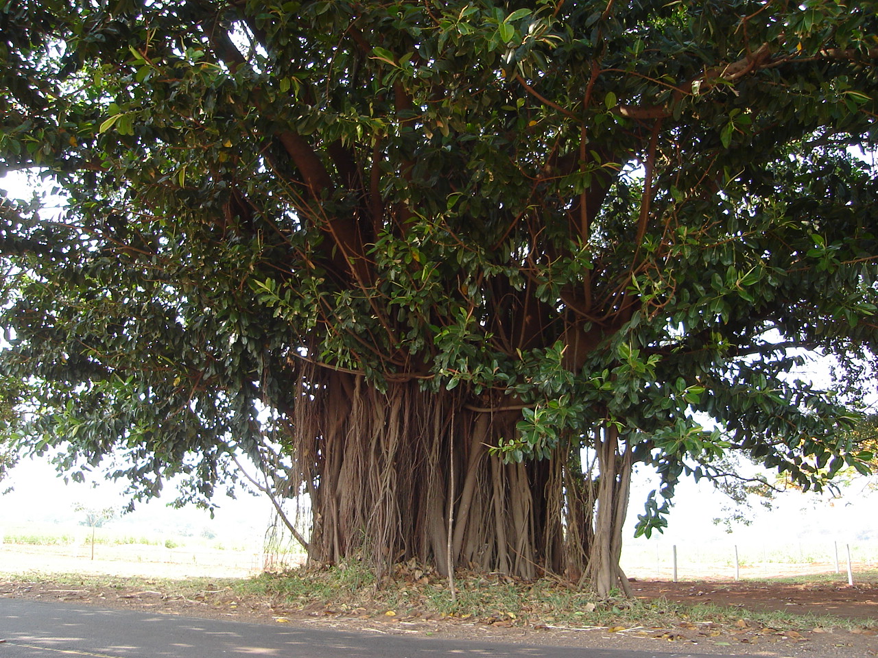 мебельное дерево из южной америки