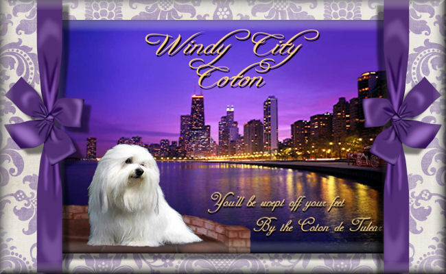 Windy City Coton