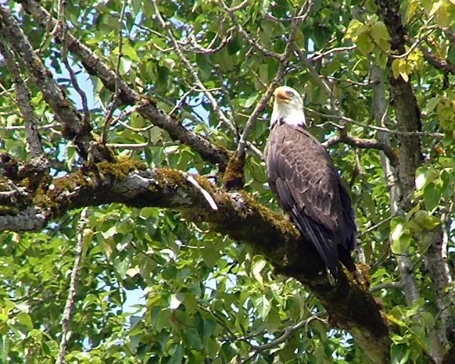San Juan Eagle