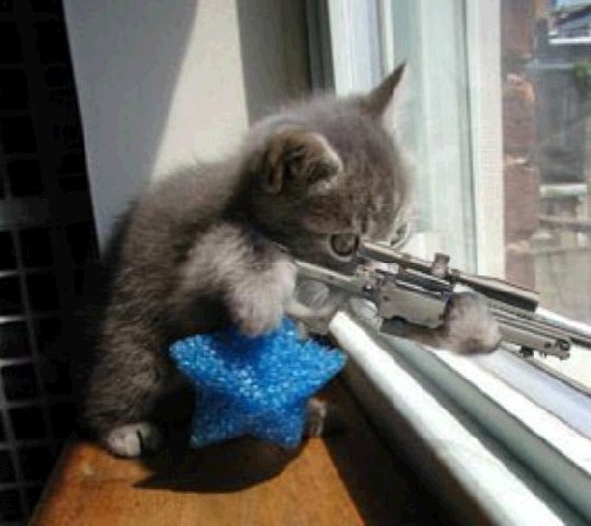 [Cat+Terrorist.jpg]