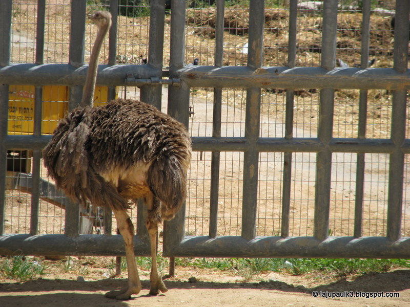 Through The Land Of Israel Iii: Bible Land Preserve, Jerusalem Zoo: Ostrich  (Camel Bird) And Peacocks.