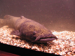 Flathead catfish