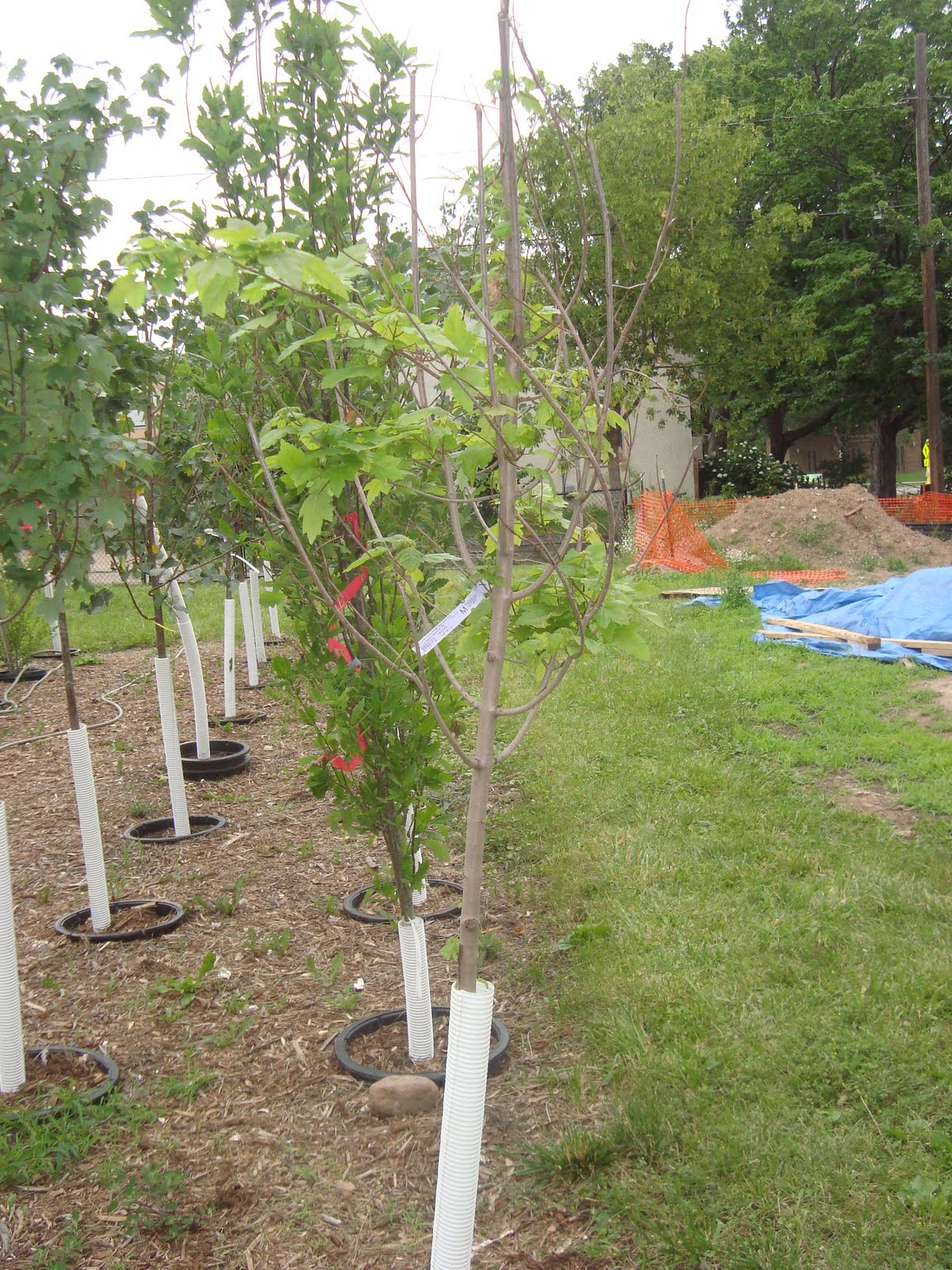 Hawthorne Voices EcoVillage Tree Nursery Open to All of NoMi!