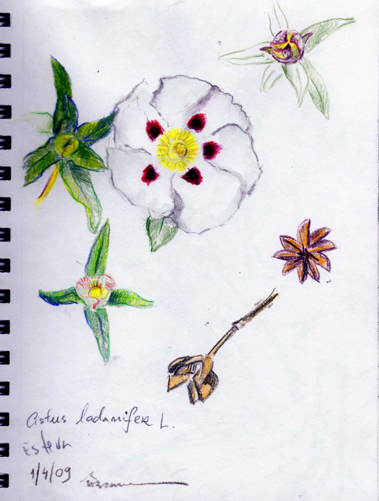 [cistus_ladanifer.jpg]