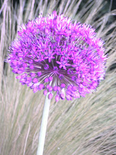 Allium