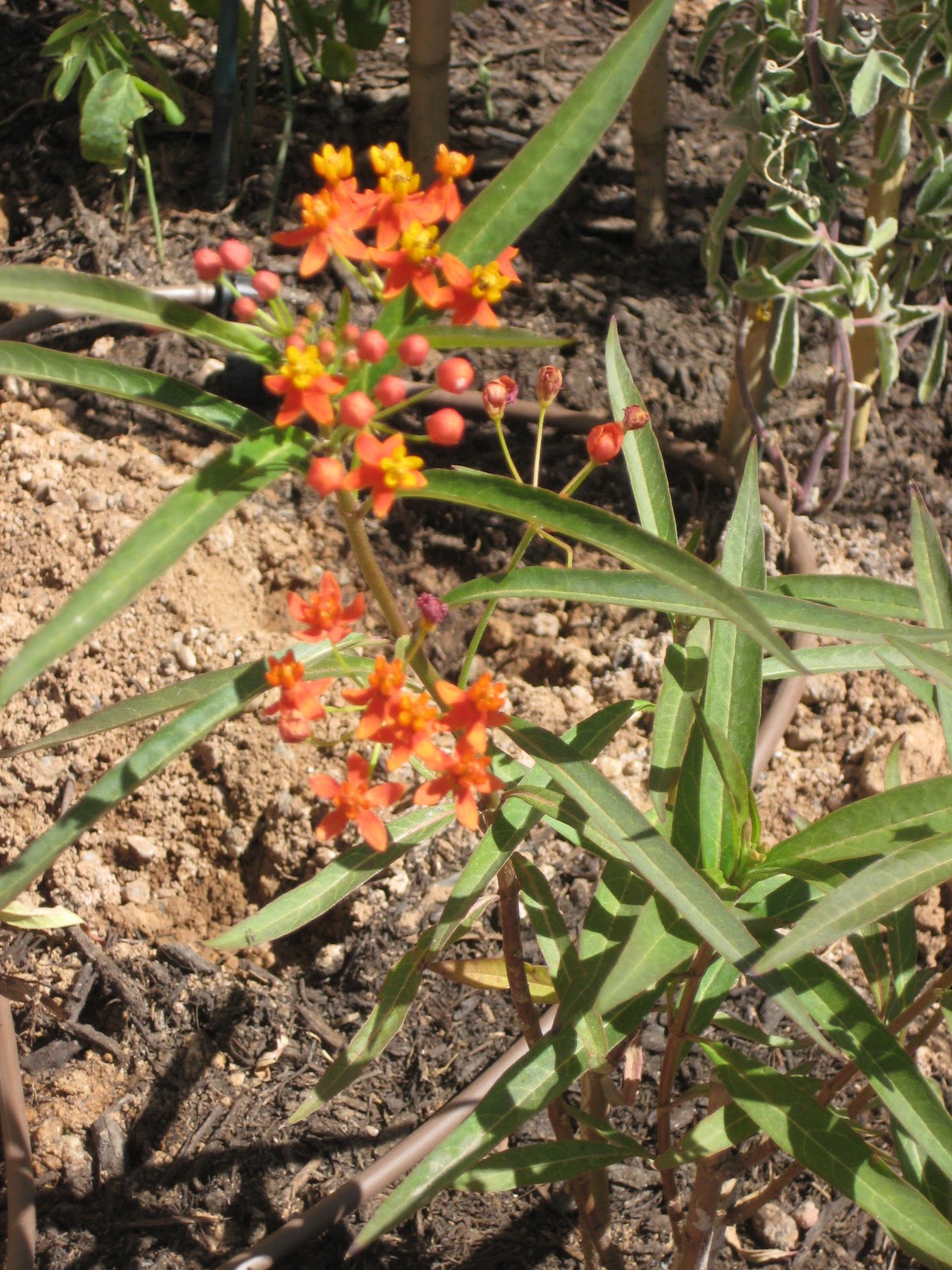 Monarchs in the Desert Protecting Milkweed in a Hard Freeze