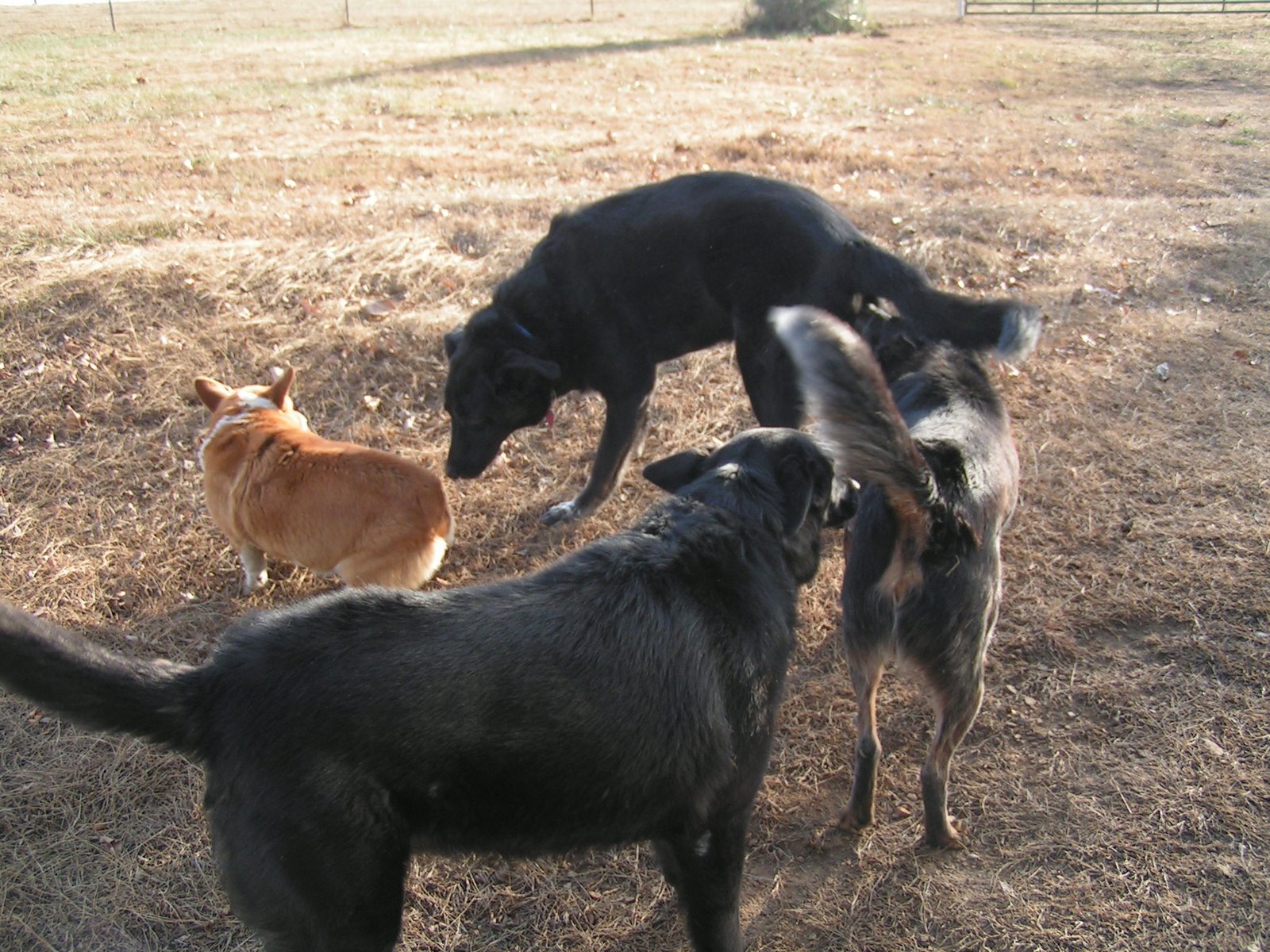 [Thanksgiving-Border+War+008.JPG]