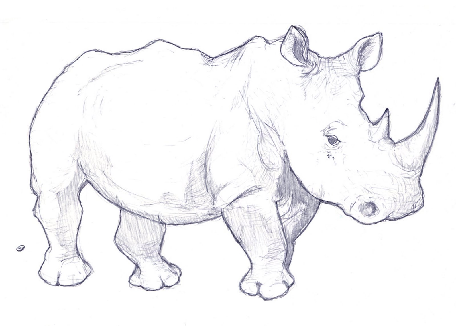 [Rhino.jpg]