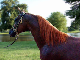 Winseck Whirlwyn  2003 Arabian Stallion