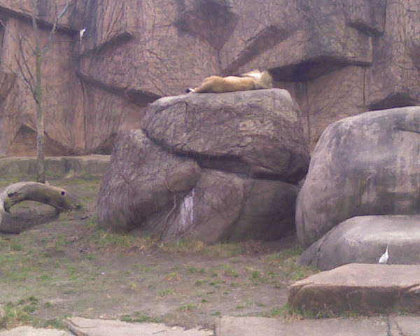 Male Lion at Lincoln Park Zoo