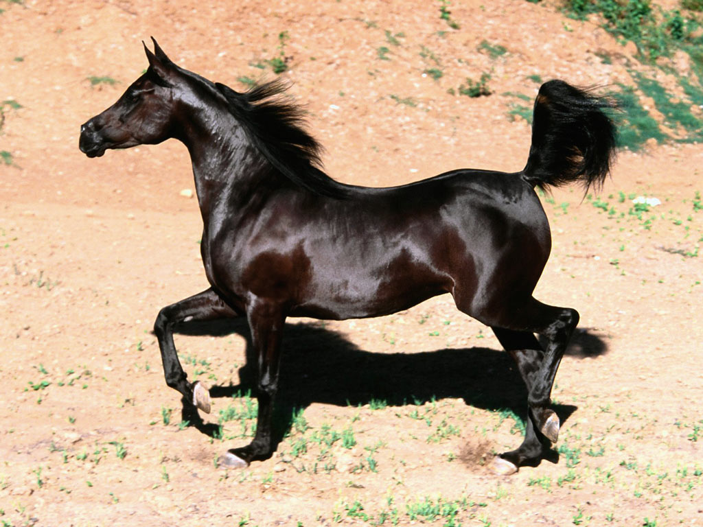 [Black_Arabian_Mare,_Arabian_Horse.jpg]
