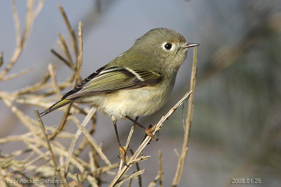 The Backyard Wildbird and Nature Store Nanaimo bird report, December