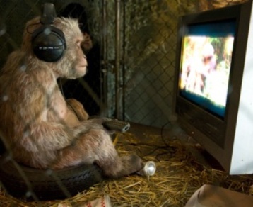 monkey.jpg