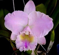 flor orquídea presente namorada