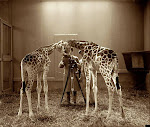 I Love Giraffes
