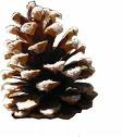 I Love Pinecones