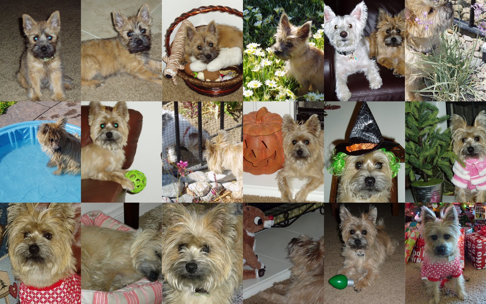 [2009-12-26+Christmas1.jpg]