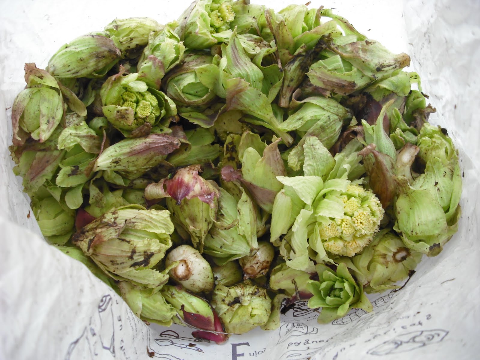Hiroyuki&rsquo;s Blog on Japanese Cooking: Fukinoto (Butterbur Sprout