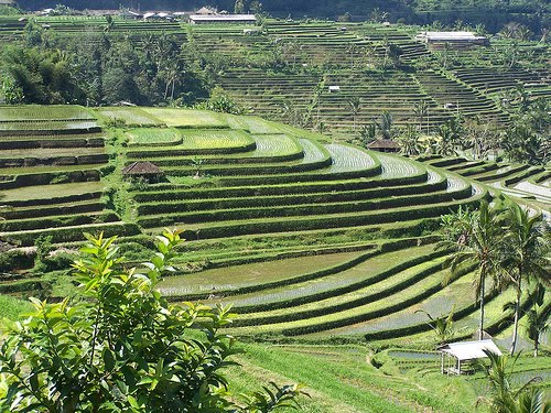 Mother Earth: Upaya Pelestarian Lingkungan Hidup