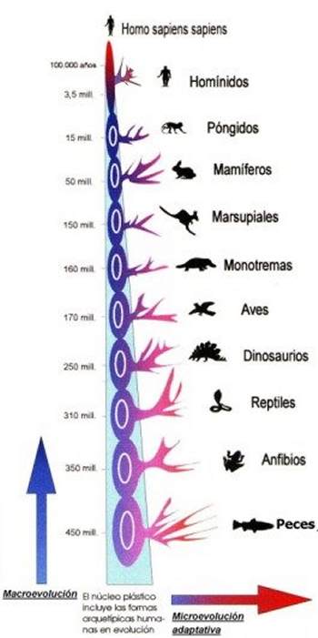 El origen de las especies por Macroevolución