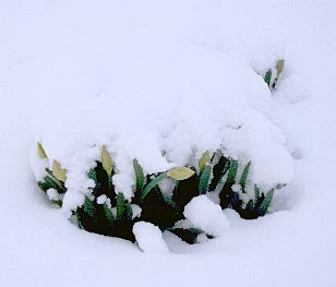 Snow daffodils