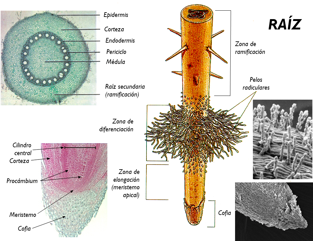 B.log.ia 2.0 Anatomía y fisiología vegetal III estructuras implicadas