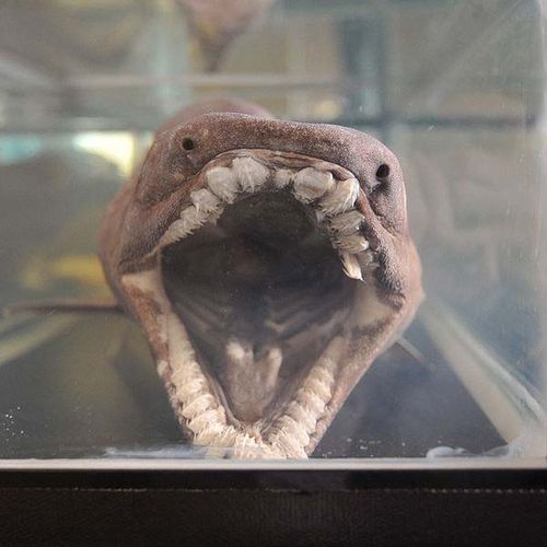 Frilled Shark